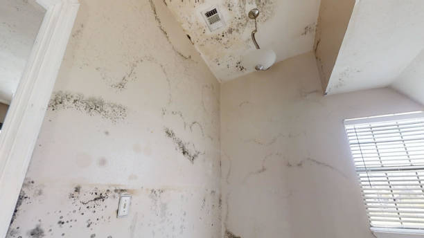Mold Removal for HVAC Installations in University Heights, IA
