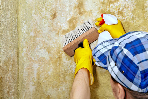 Best Biohazard Mold Removal  in University Heights, IA