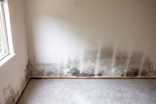 Best HVAC Mold Inspection and Cleaning  in University Heights, IA